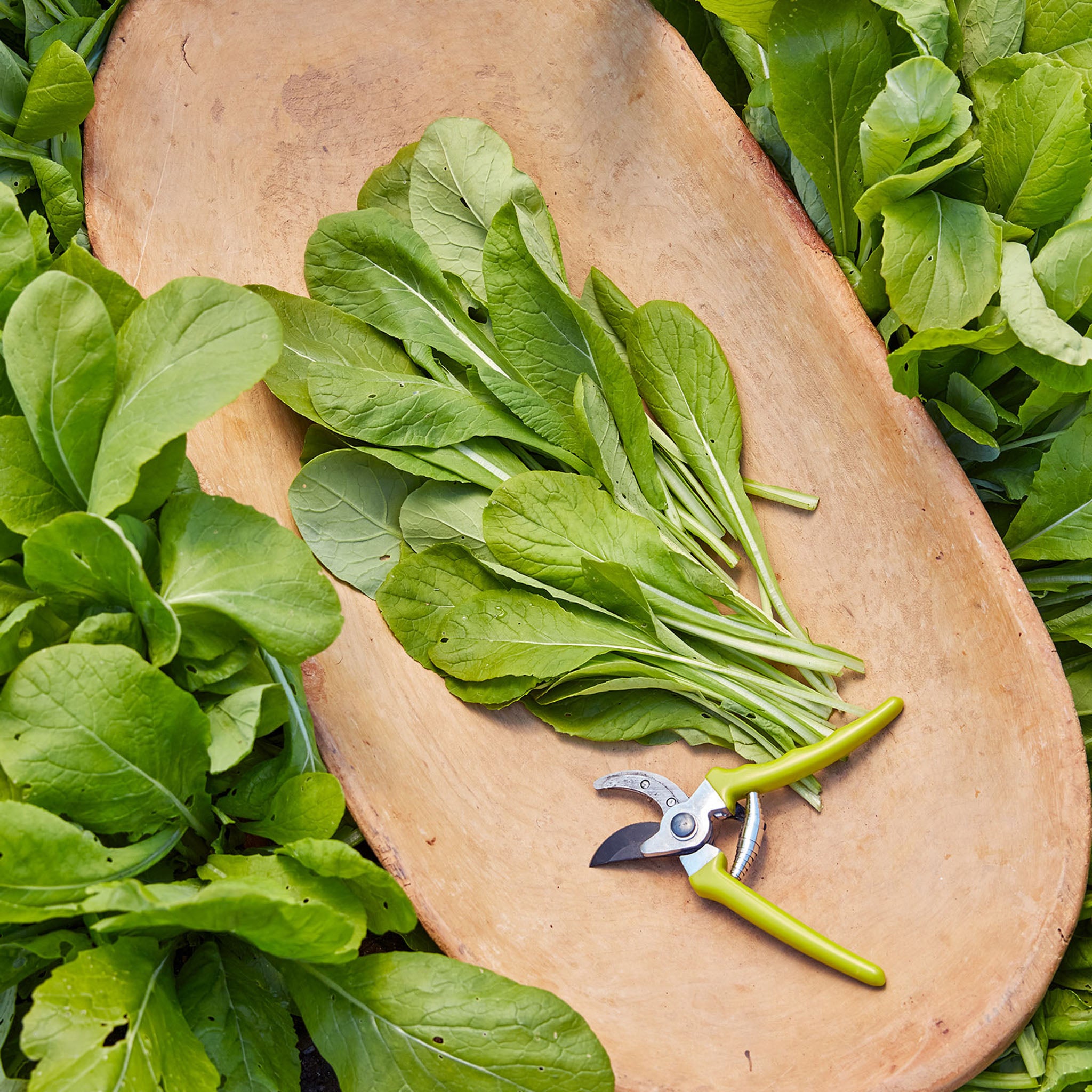 Tendergreen Mustard