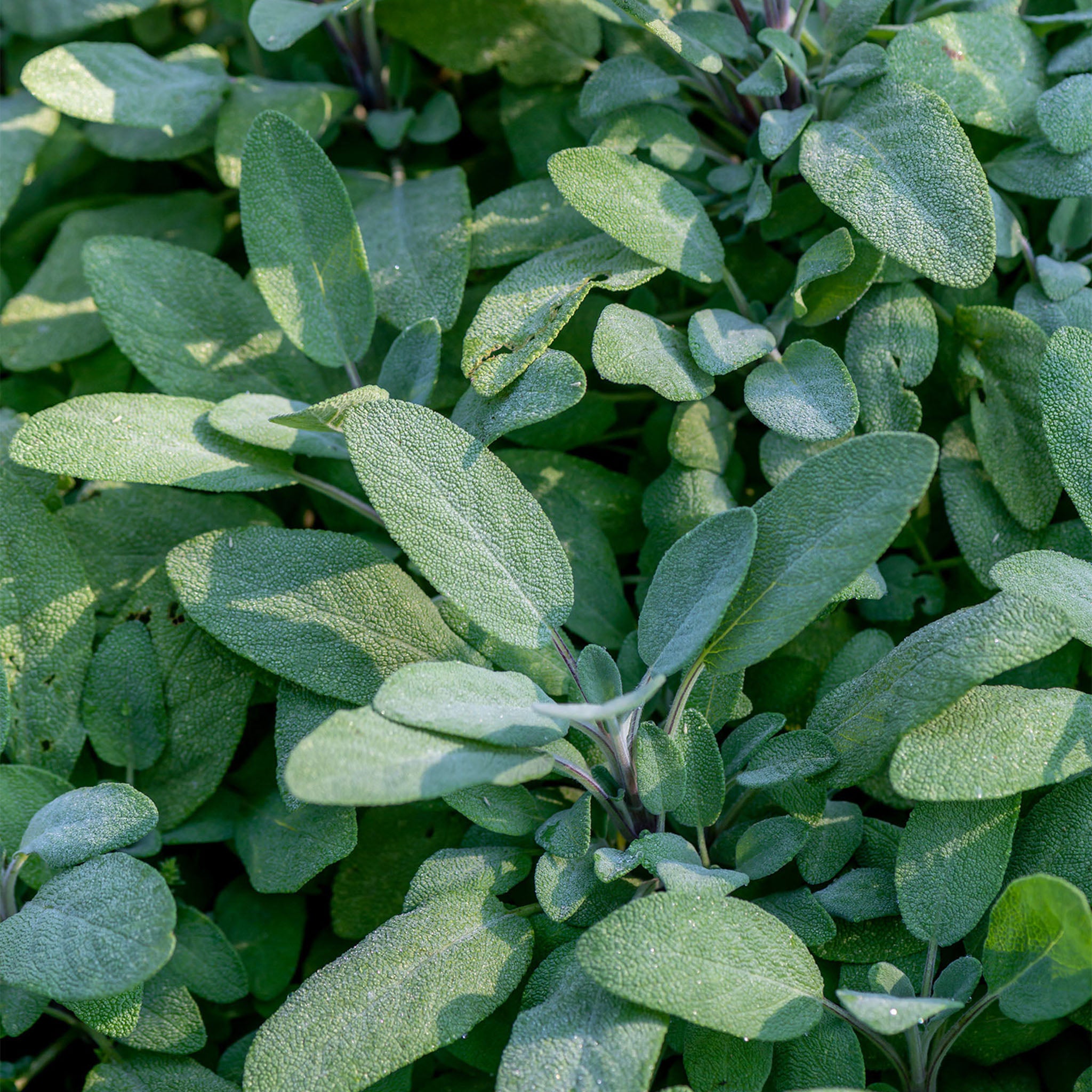 Broad Leaf Sage