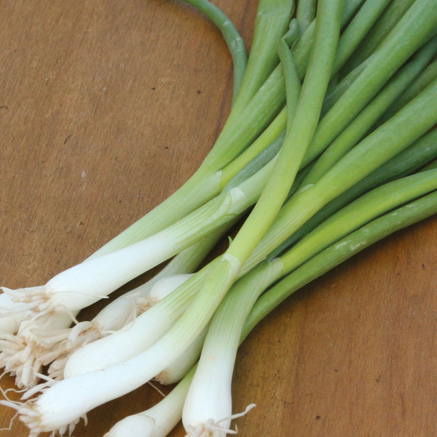 Tokyo Long White Bunching Onion