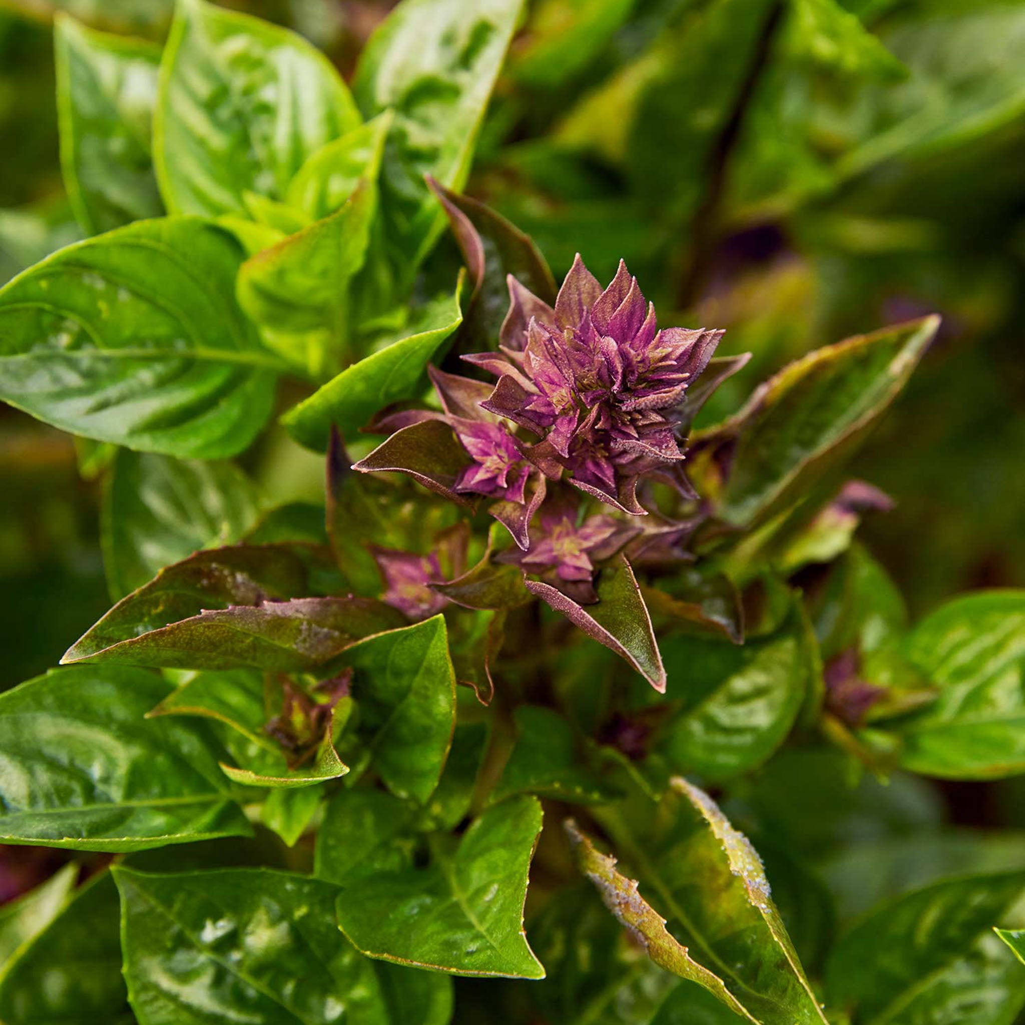 Batik Basil