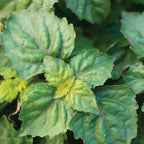 Patchouli Herb