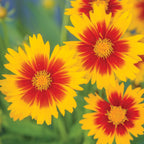 UpTick Gold & Bronze Coreopsis