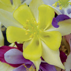 McKanas Giant Mixed Colors Columbine