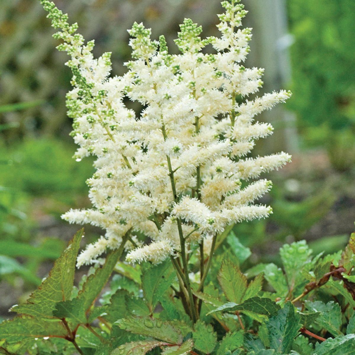Younique White Astilbe Bare Root