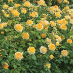 Molineux English Rose Bare Root