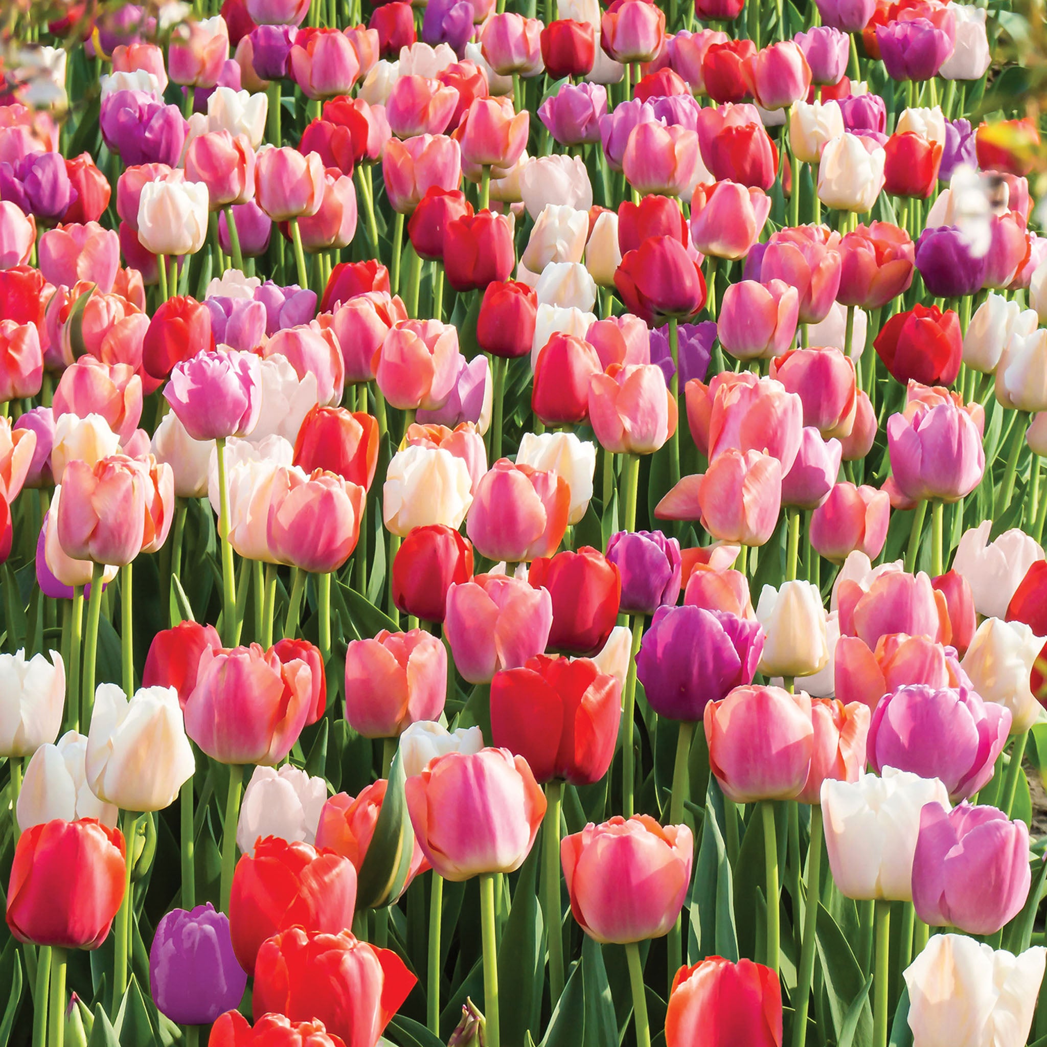 Rainbow River Blend Tulip Bulbs