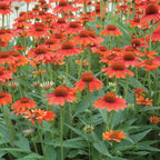Sombrero Hot Coral Echinacea