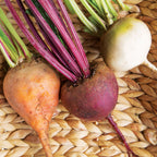 Three Color Blend Beet