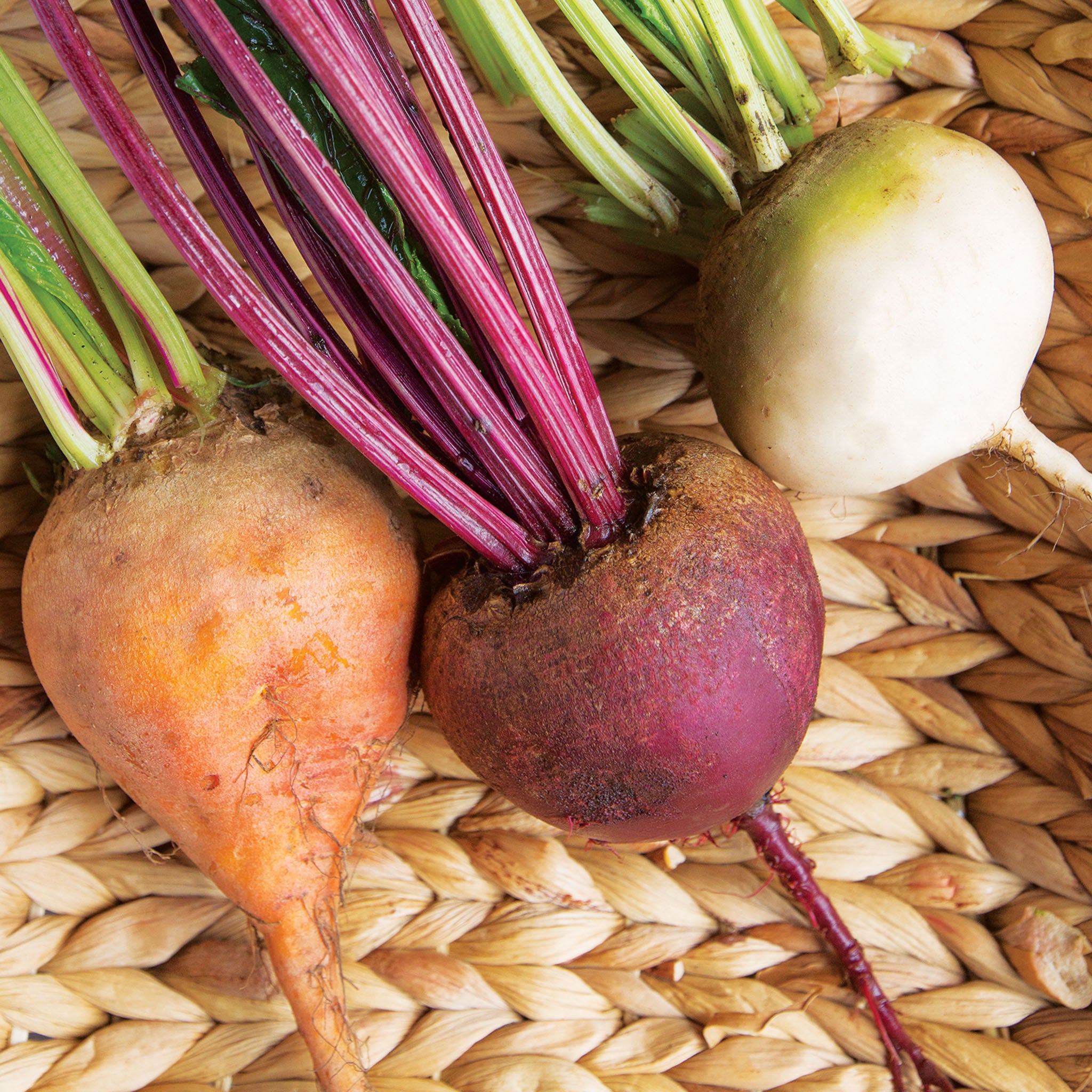Three Color Blend Beet