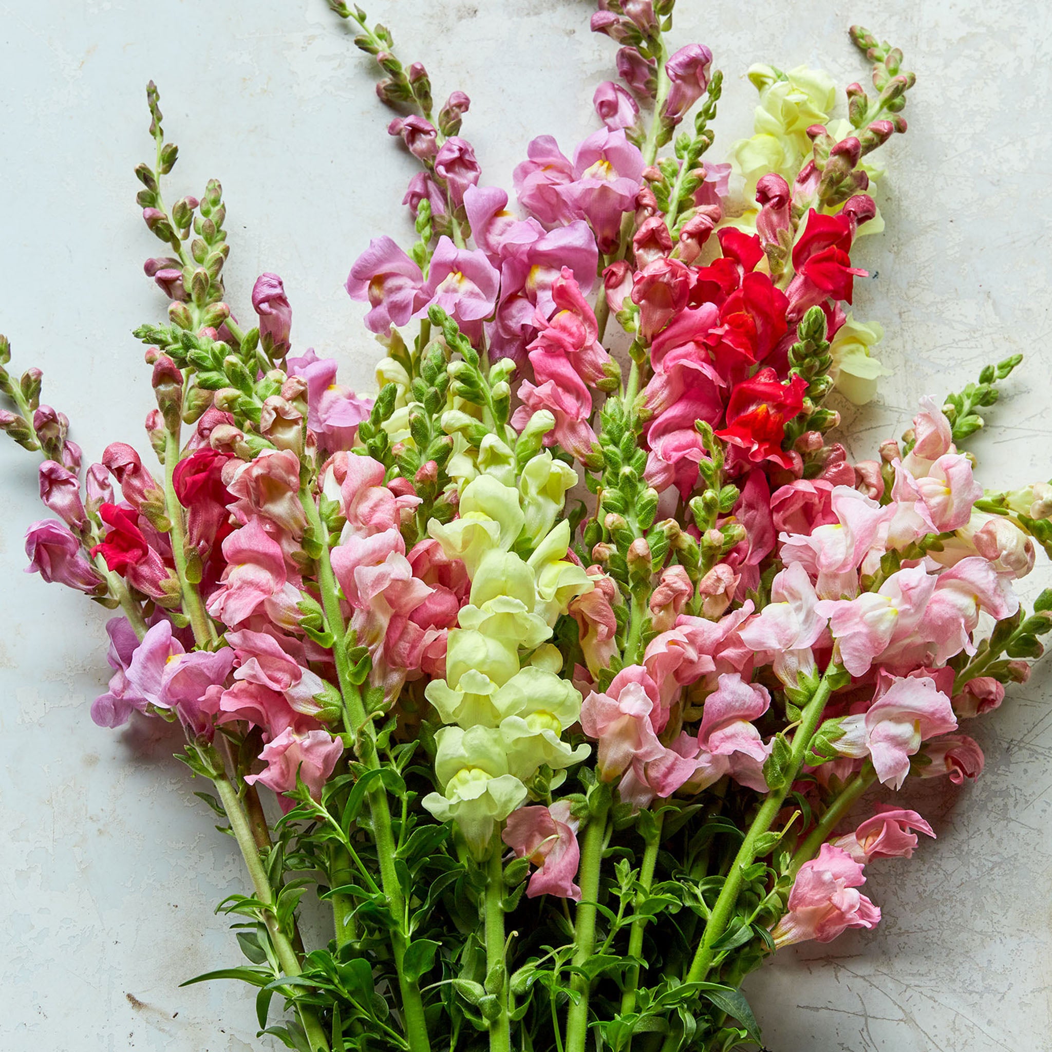 Topper Mix Snapdragon