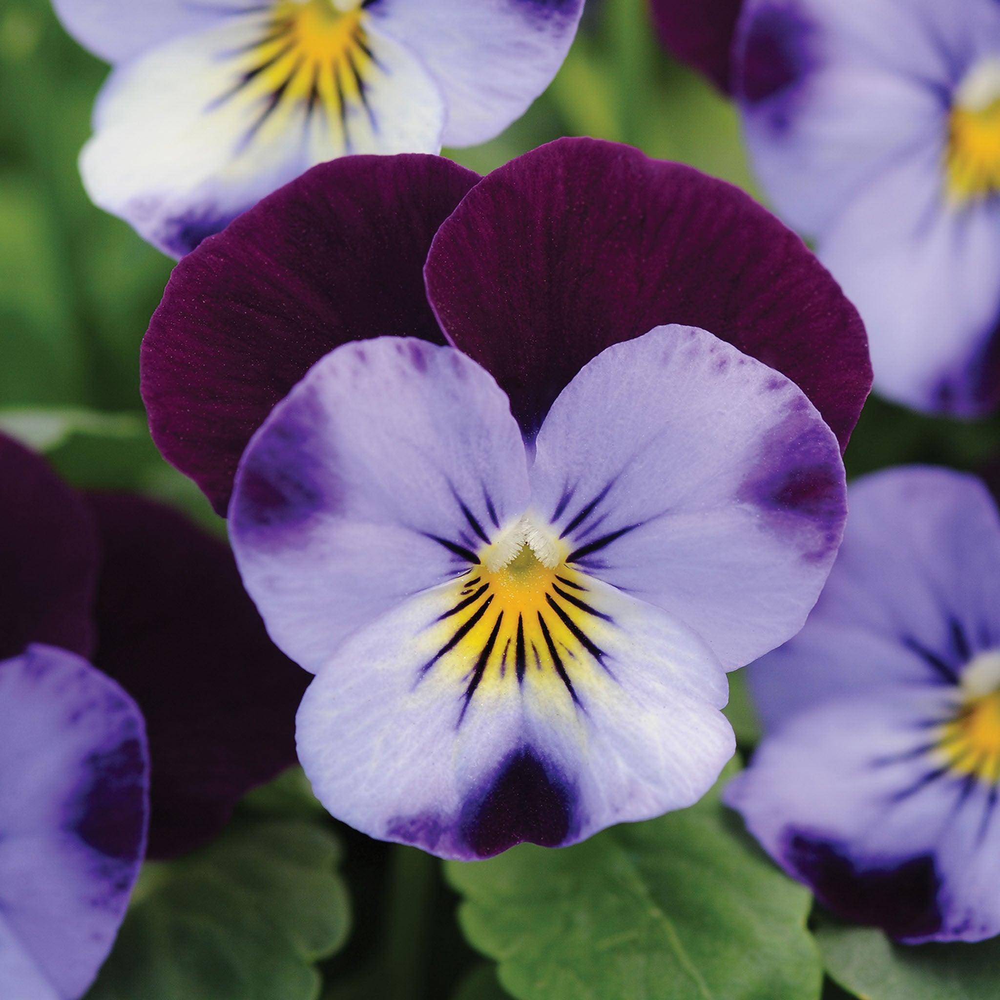 Sorbet Denim Jump Up Viola