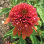 Double Scoop Orangeberry Echinacea