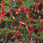 Honeybells Cuphea
