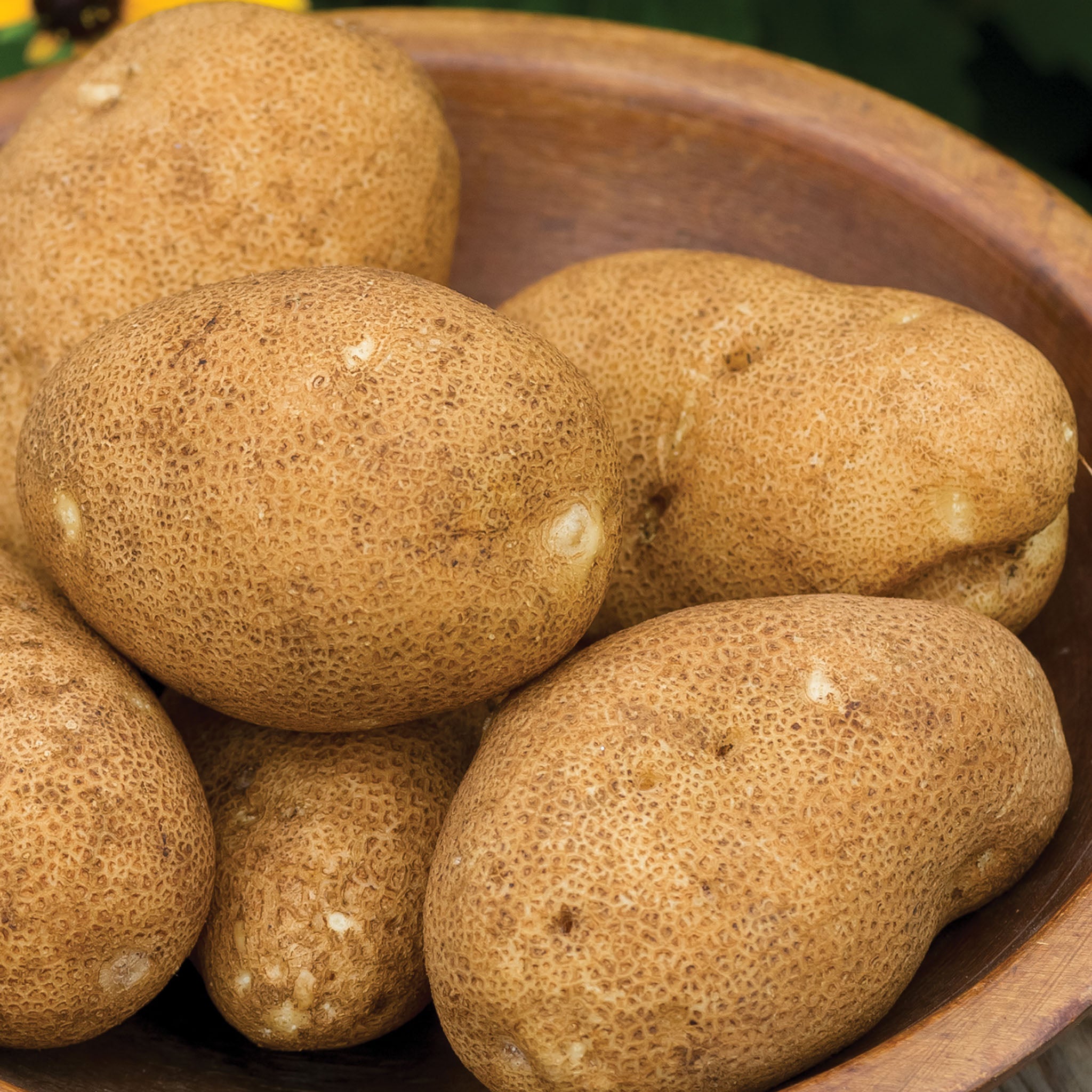 Rio Grande Russet Potato Tubers