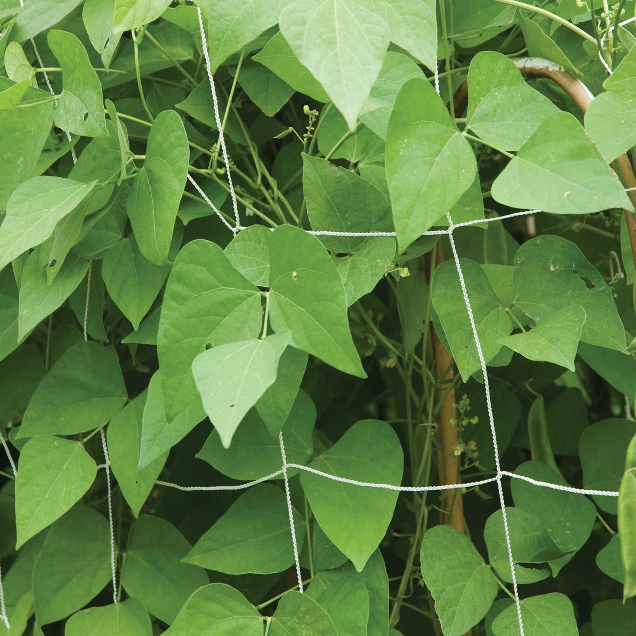 Garden Trellis