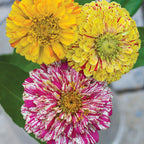 Candy Cane Mix Zinnia