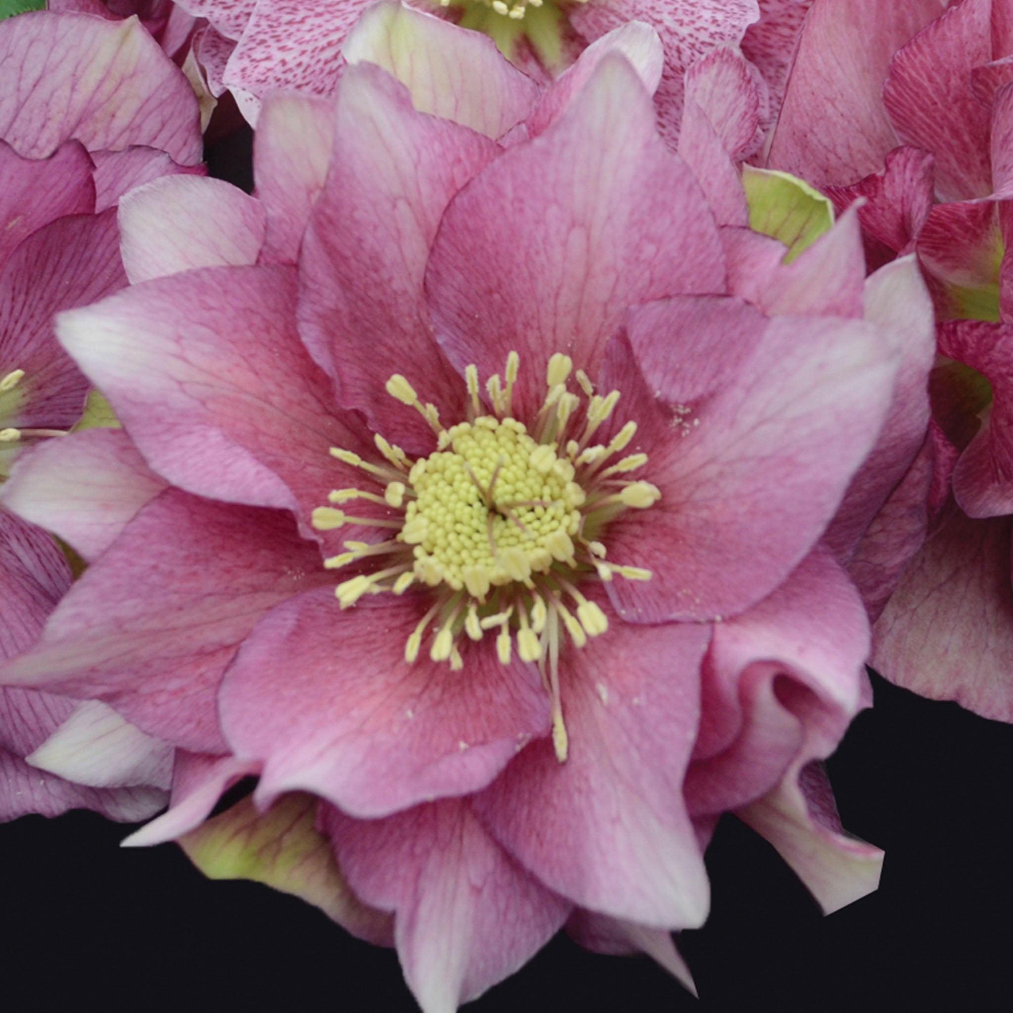 Wedding Party Maid of Honor Helleborus