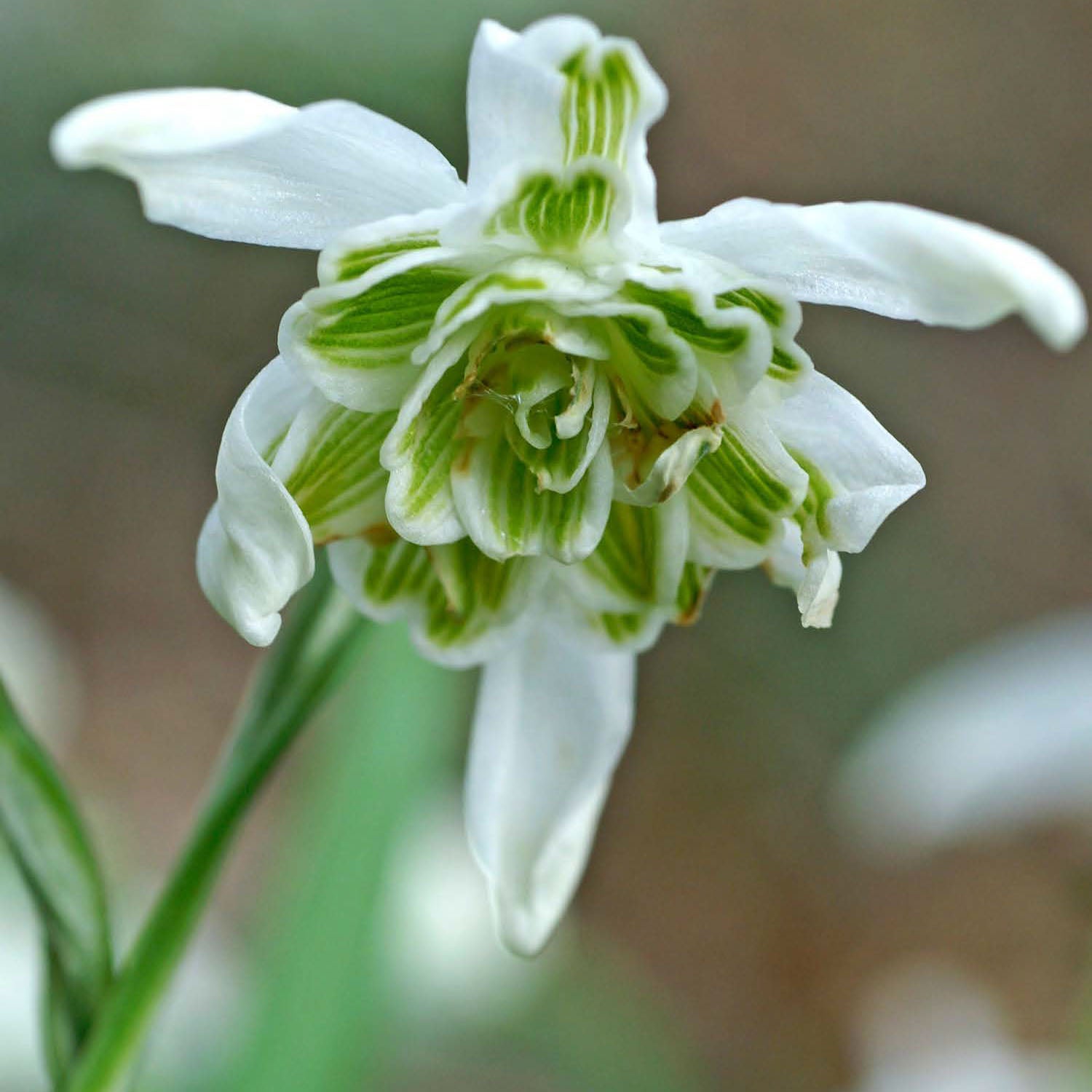 Flore Pleno Galanthus Bulbs