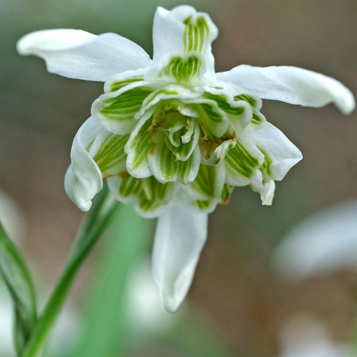 Flore Pleno Galanthus Bulbs