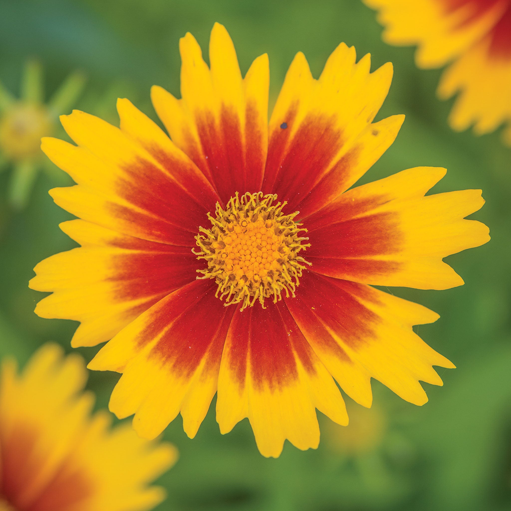UpTick Gold & Bronze Coreopsis