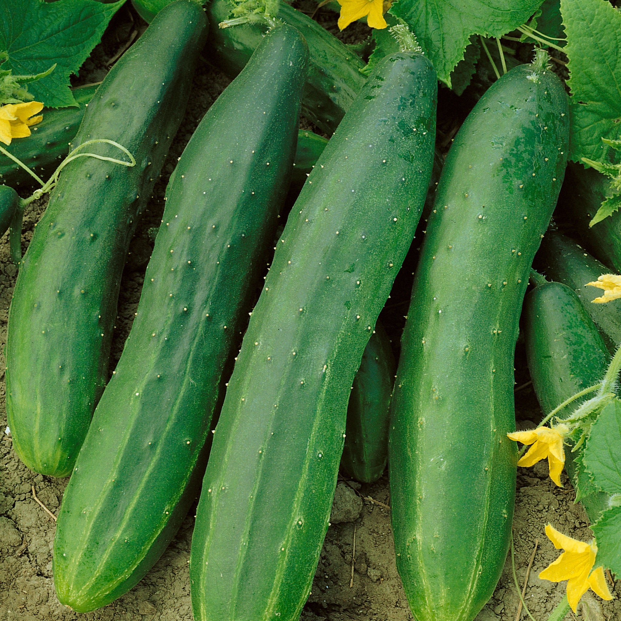 Straight Eight Cucumber