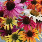Paradiso Mix Echinacea