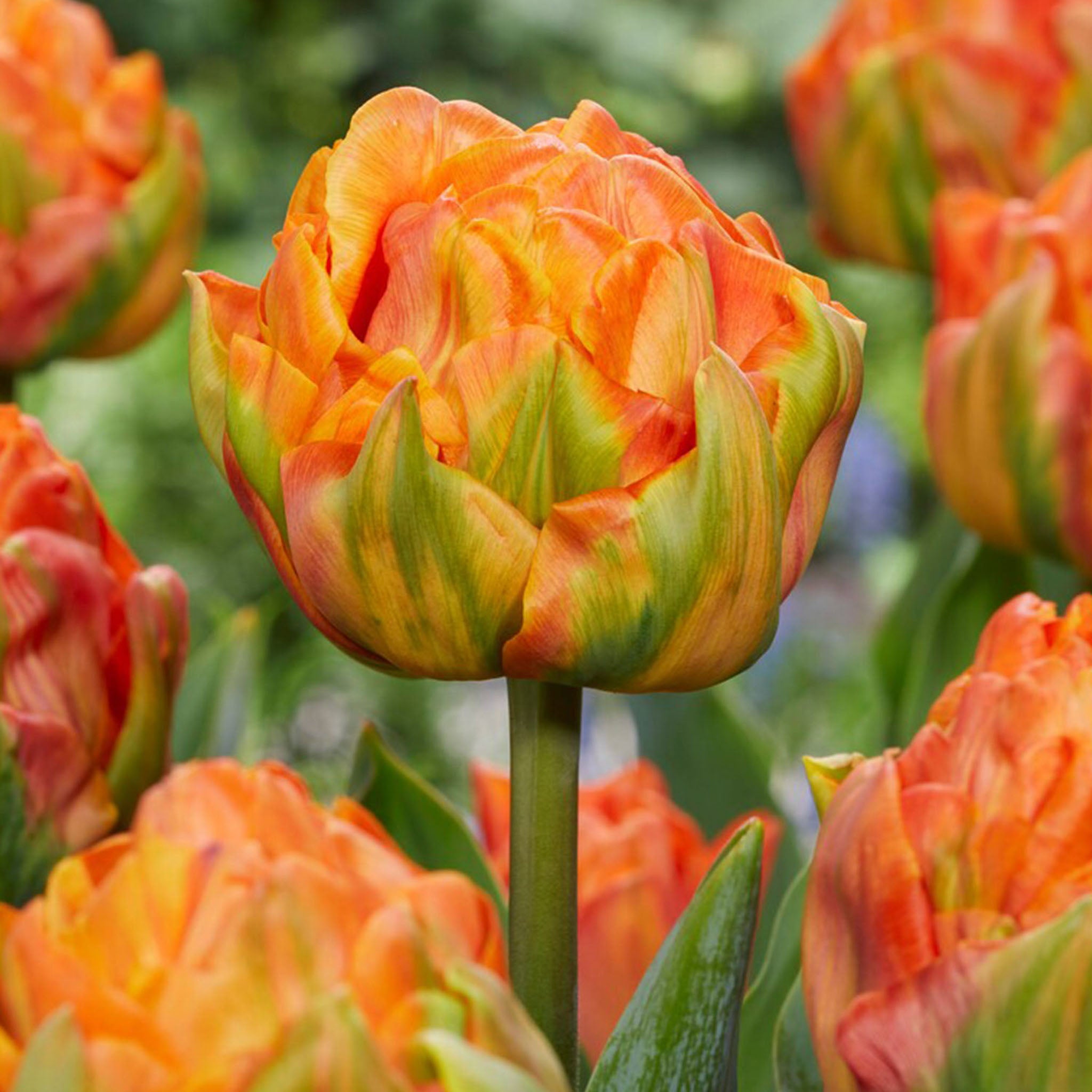 Lorenzo Tulip Bulbs