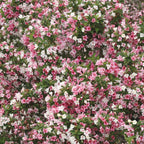 Czechmark Trilogy Weigela