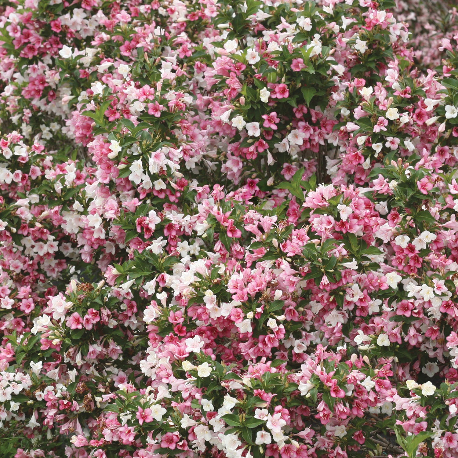 Czechmark Trilogy Weigela