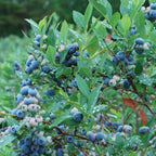 Blueray Blueberry
