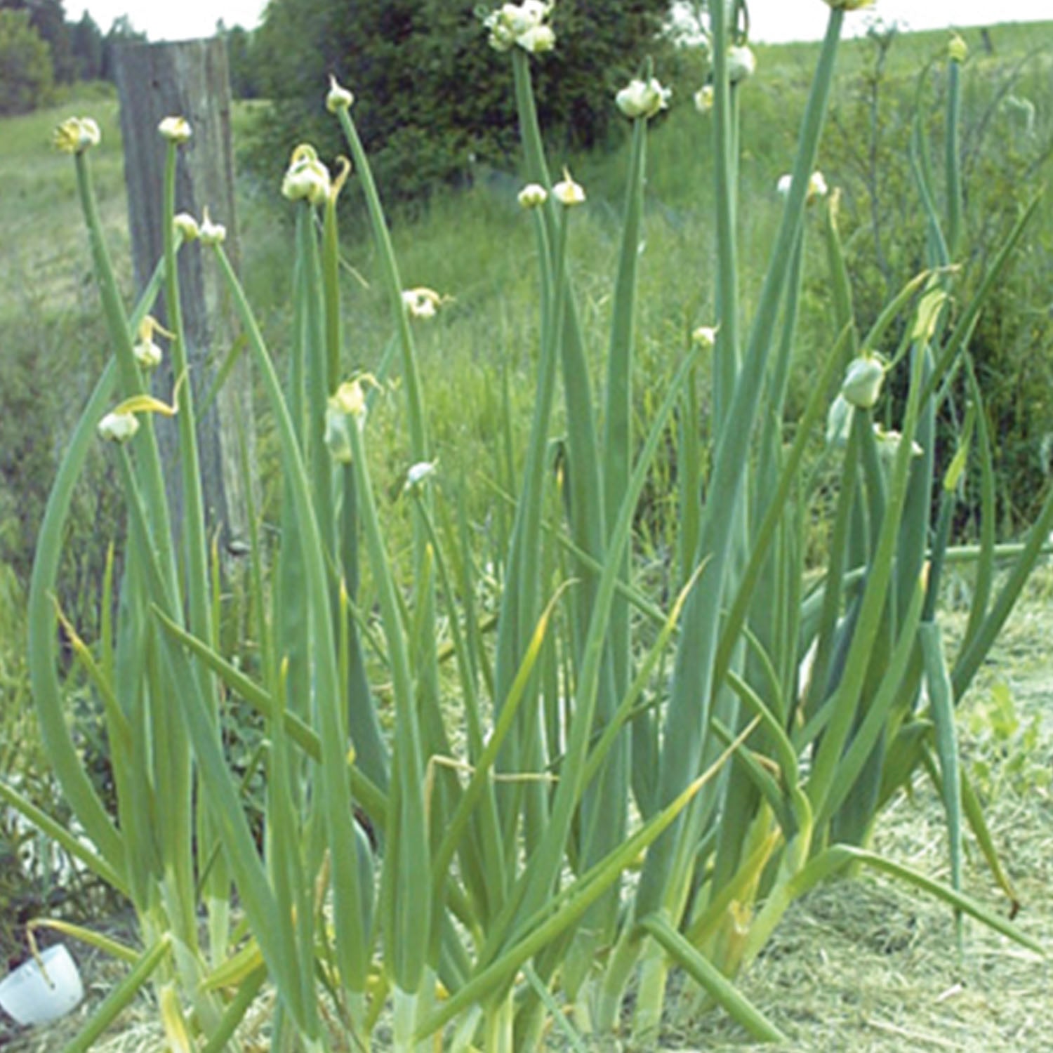 Egyptian Walking Onion