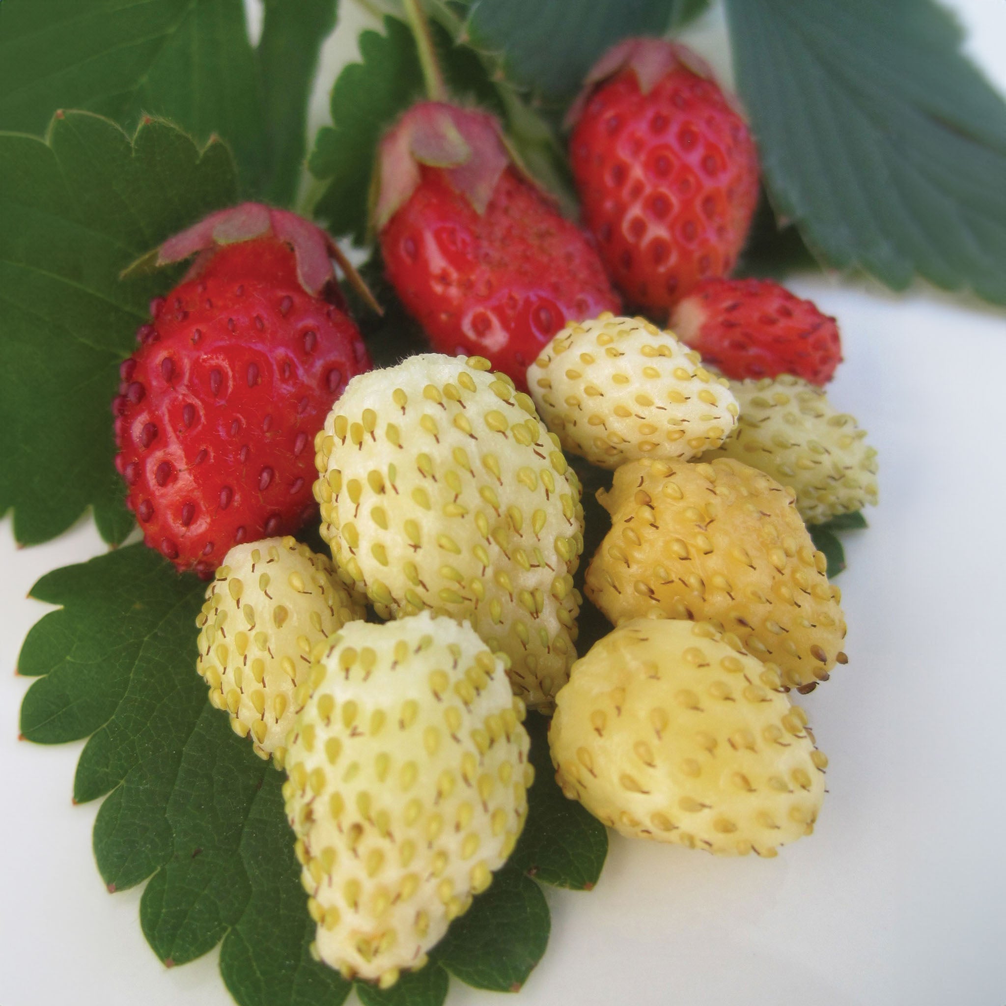 Alpine Collection Strawberry