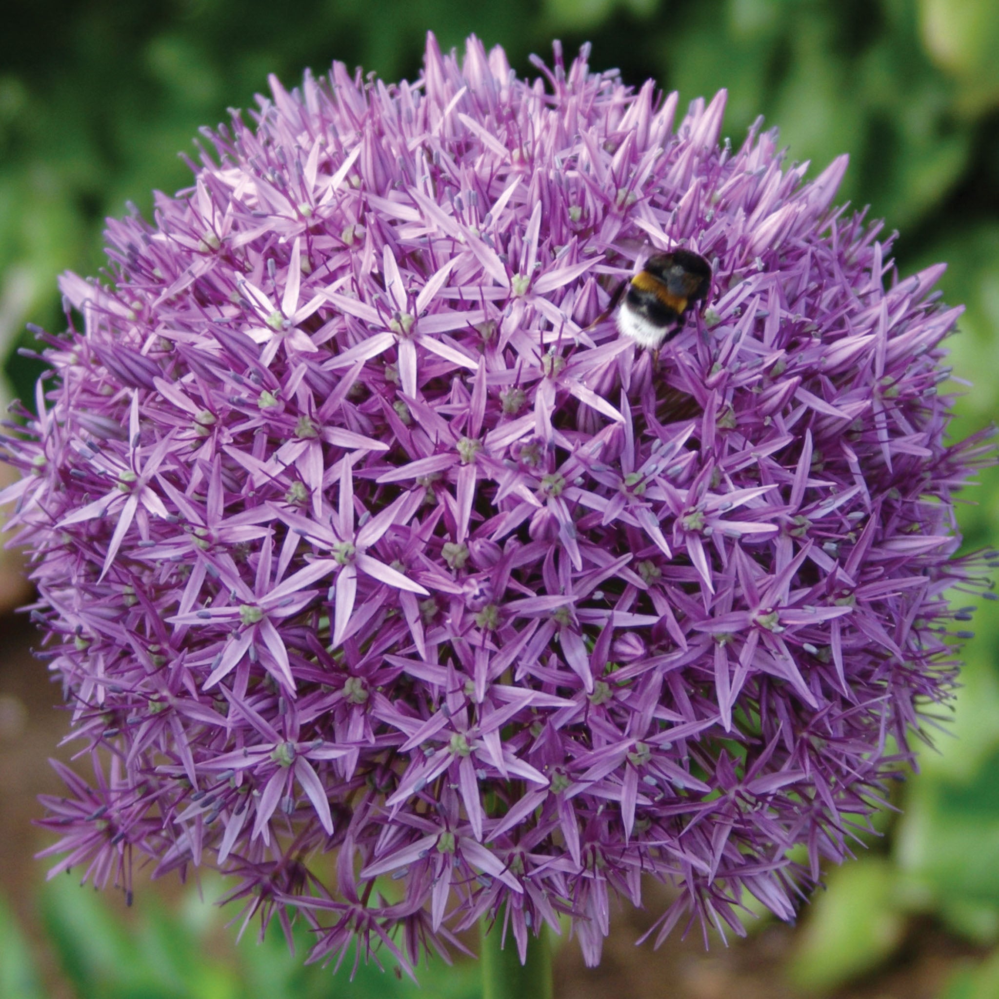 Globemaster Allium Bulbs