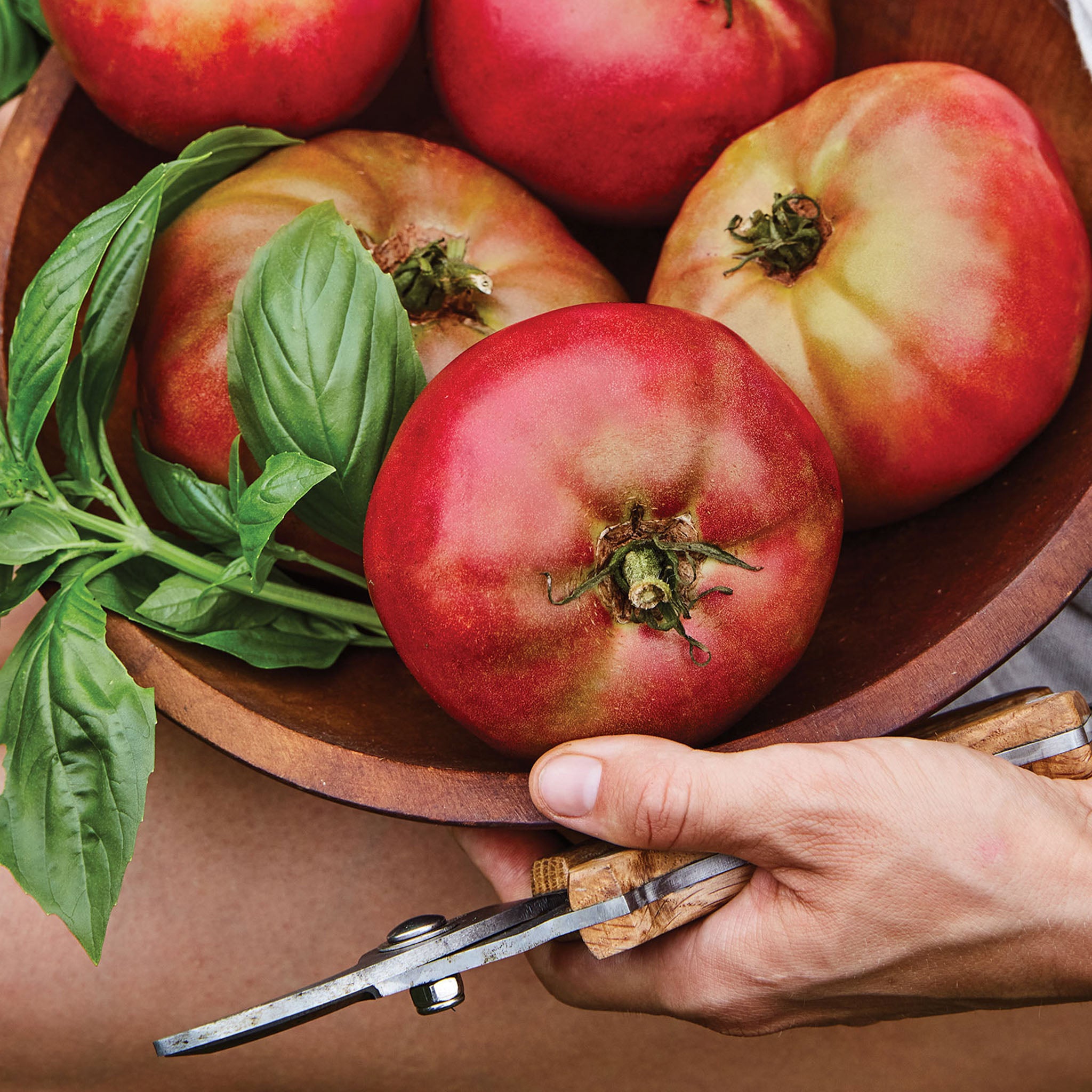 Darkstar Tomato