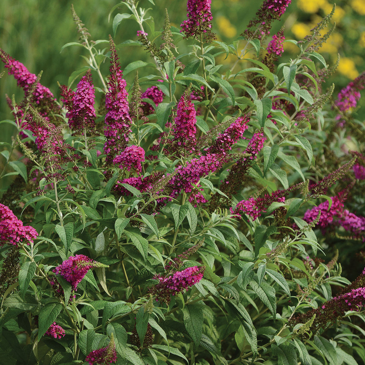 CranRazz Buddleia (Butterfly Bush)