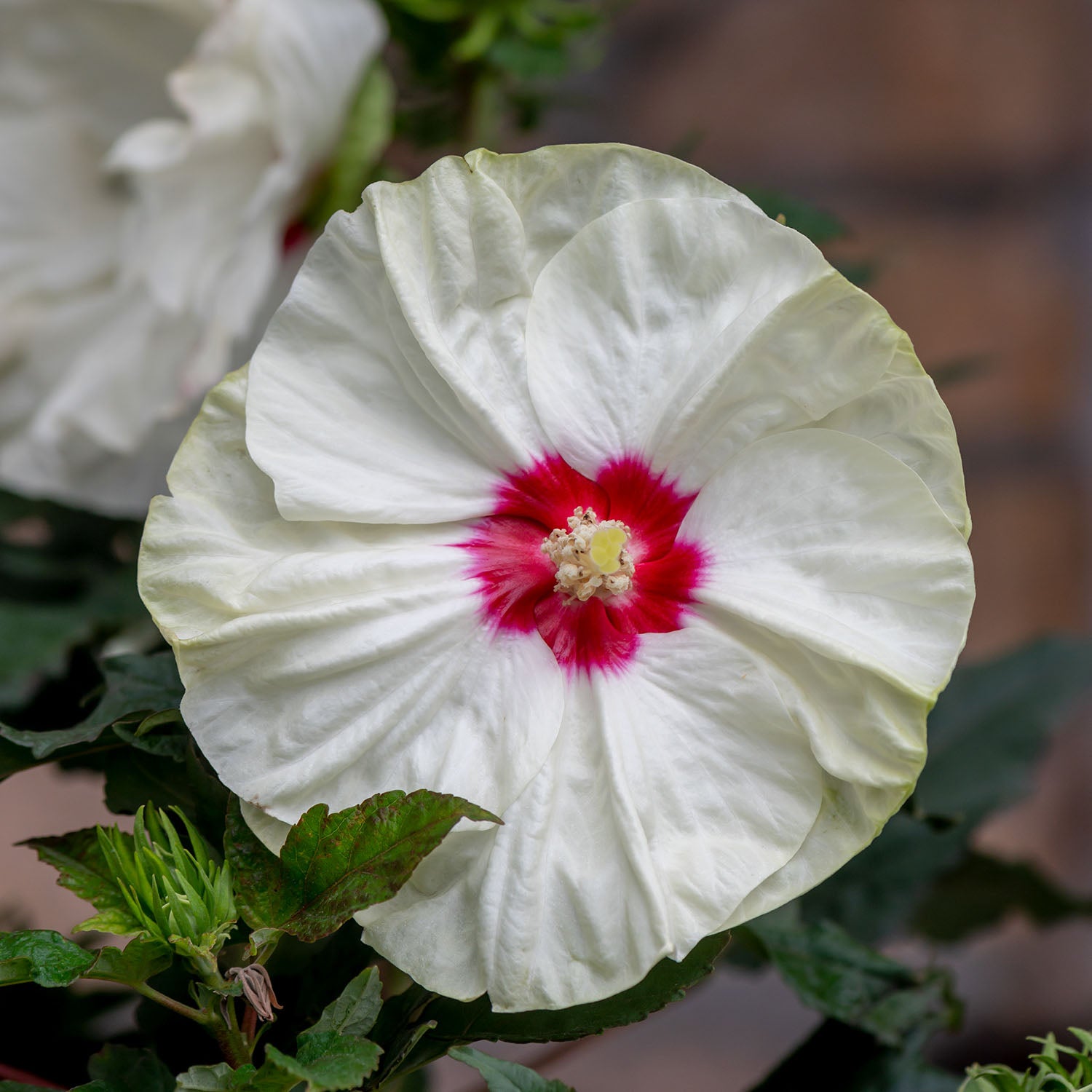 French Vanilla Hibiscus