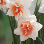 Replete Daffodil Bulbs