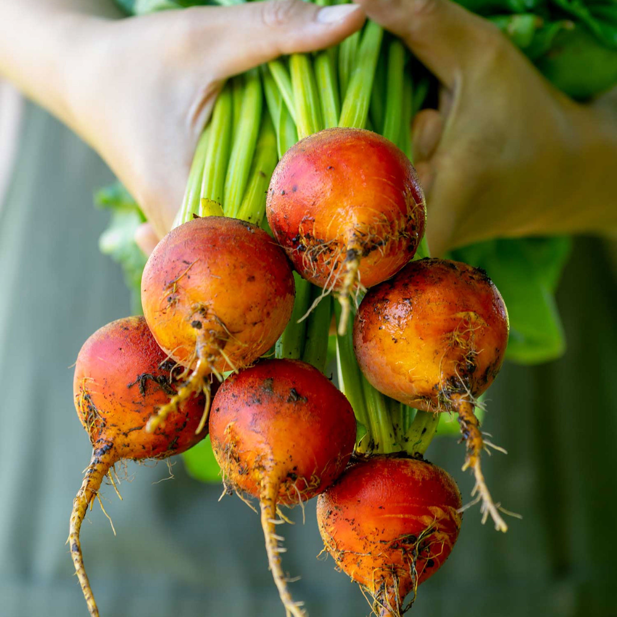 Burpee's Golden Beet