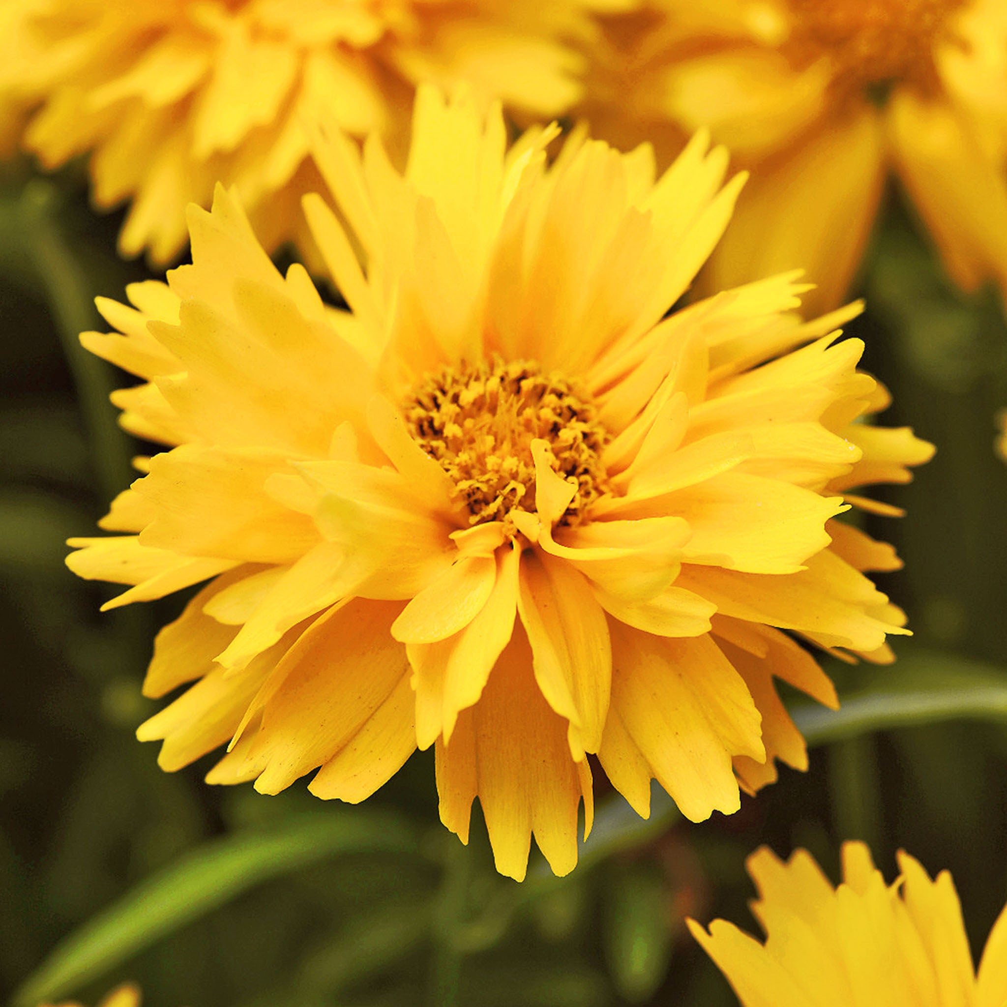 Double The Sun Coreopsis