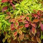 MixMasters Fire and Spice Coleus