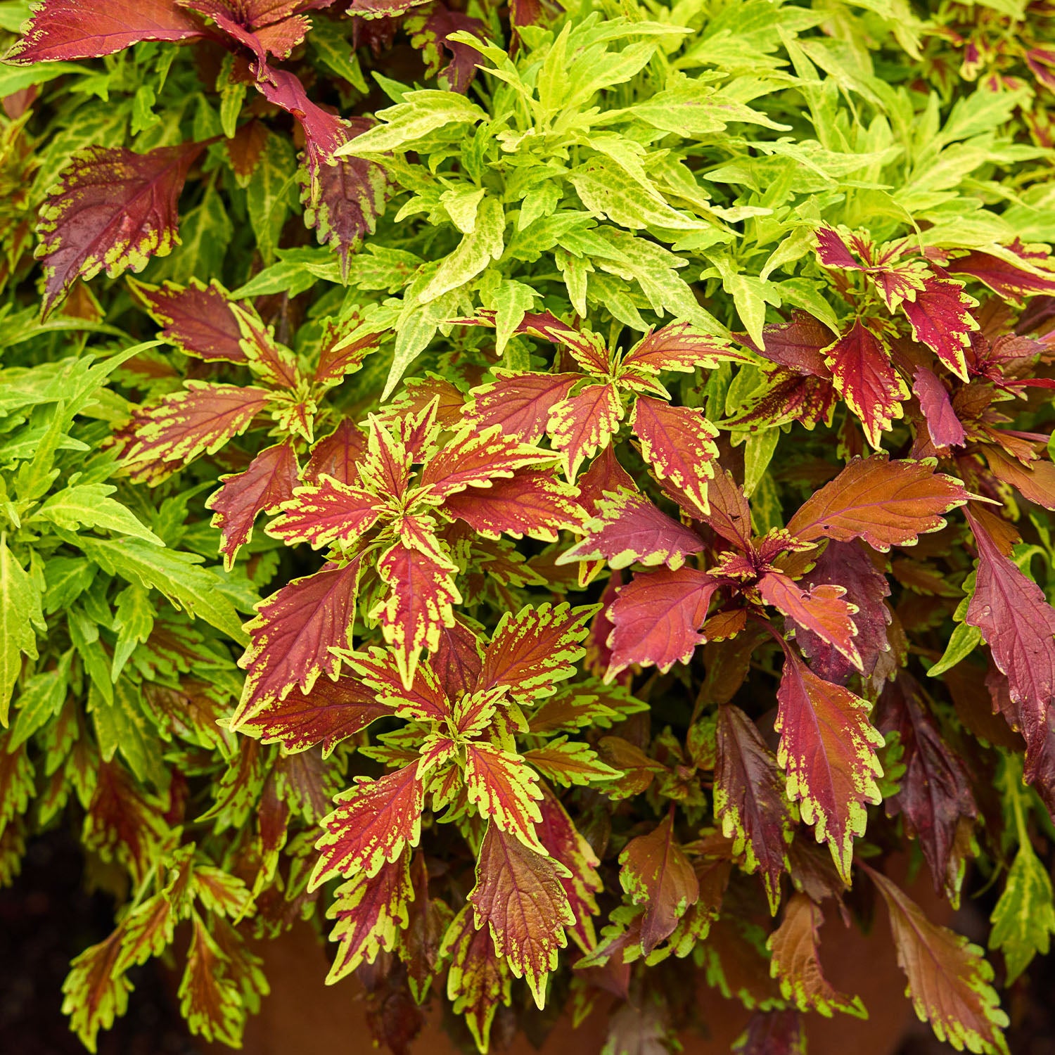 MixMasters Fire and Spice Coleus