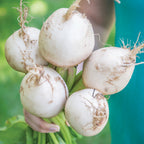 Avalanche Beet