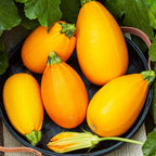 Golden Egg Summer Squash