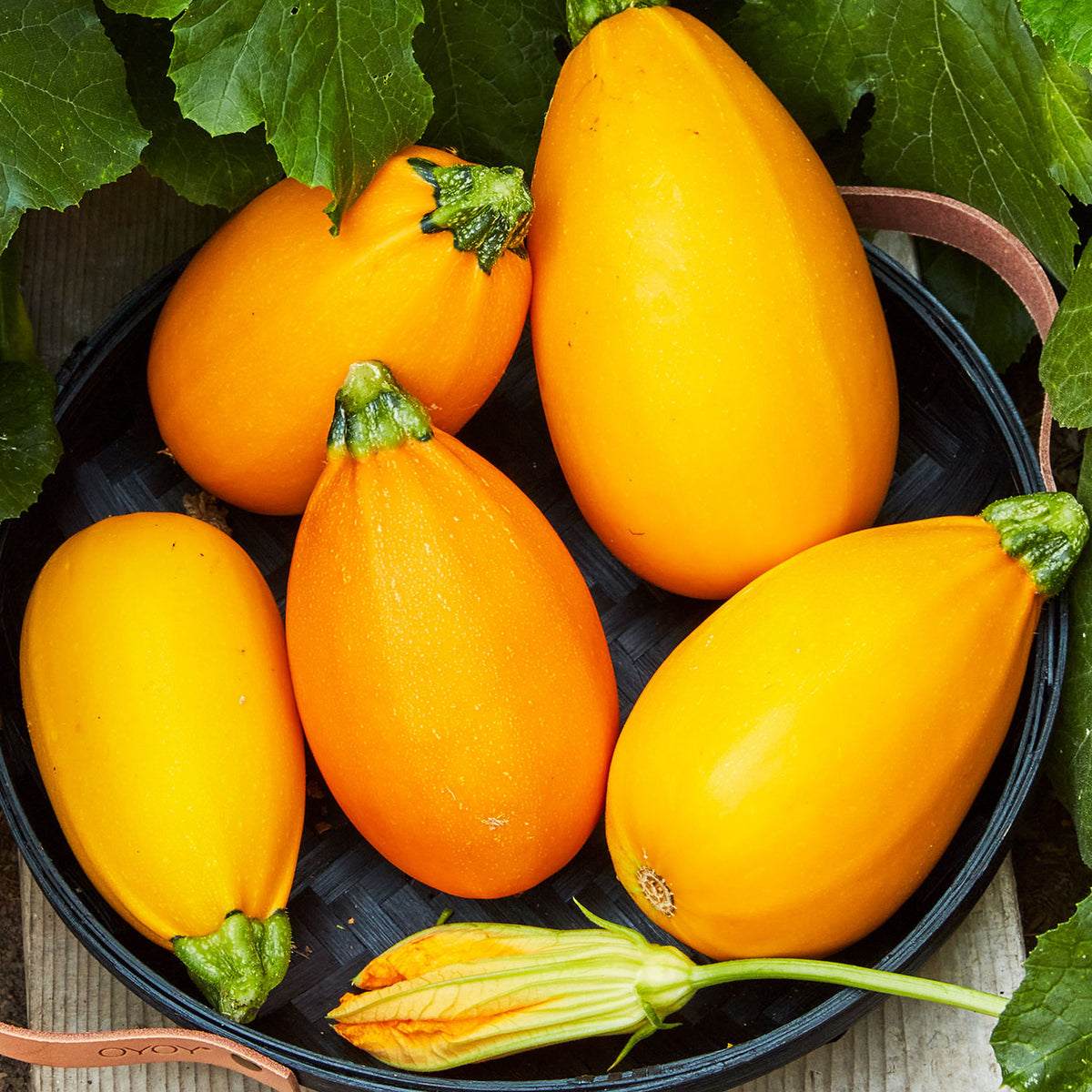 Golden Egg Summer Squash