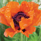 Allegro Poppy