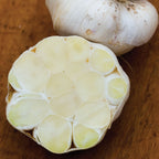 Early Italian Garlic Bulbs