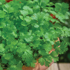 Cilantro (Coriander)