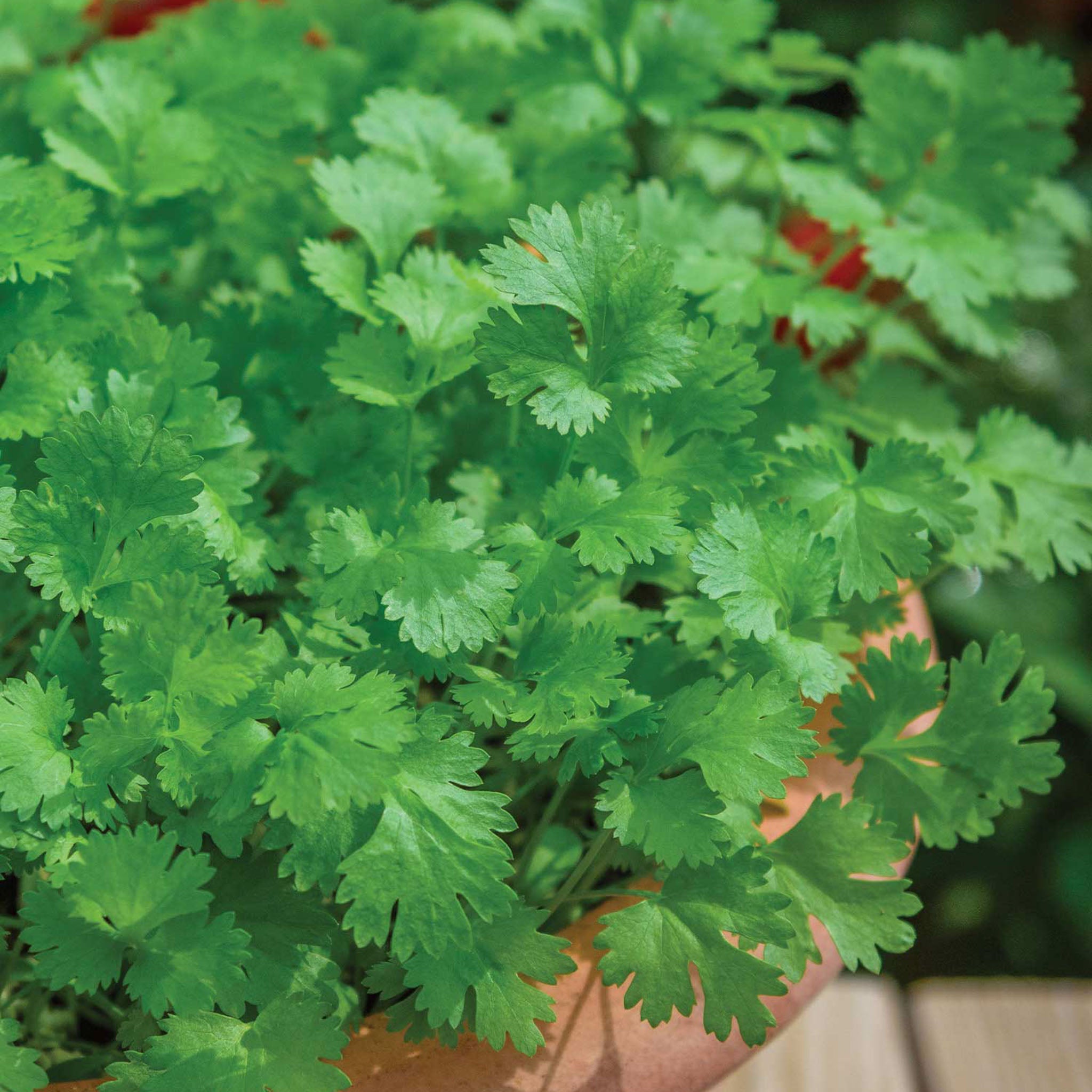 Cilantro (Coriander)