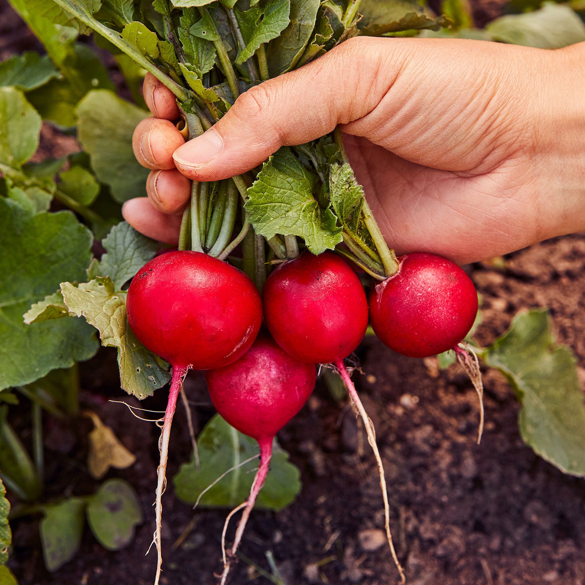 German Giant Radish