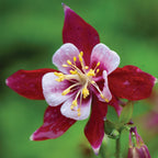 Origami Red & White Columbine